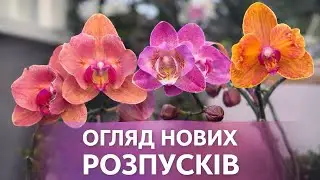 Огляд нових РОЗПУСКІВ🌸#орхідеї #орхидея #орхидеибабочки #цветущиеорхидеи #orchid #phalenopsiorchids 