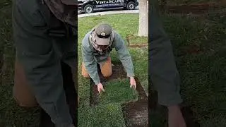 Patching Fescue Sod In Bare Spots In An Existing Lawn