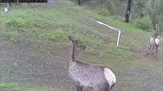 Americam Solar Game and Trail Cams (Security and Asset Monitoring)