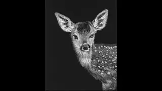 Scratchboard Art & Stuff: Fawn