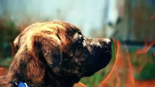 Rotoscope, GreenScreen, Wire Removel Show Reel