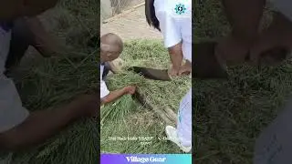 DANGEROUS Ancient Chopper?! 🤯 Watch Them Risk Fingers for Feed! #farming #dangerous #primitive