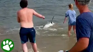 Brave Great White Shark Rescue