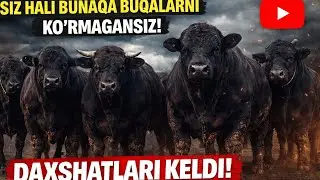 SIZ HALI BUNAQA BUQALARNI KO’RMAGANSIZ DAXSHATLARI KELDI