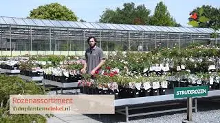 Rozenstruiken en klimrozen bij Tuinplantenwinkel.nl