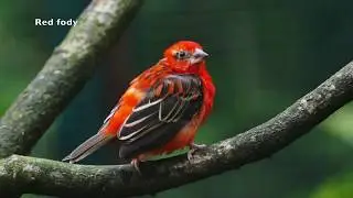 Madagascar Red Fody