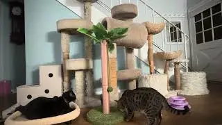 Another new toy for our  cats