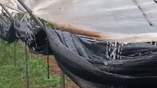 👍♥️اول يوم لجني الزيتون ما شاء الله خيرات من عند ربي