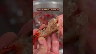 HOW TO CLEAN CRAWFISH LIKE A PRO? #crawfish #crayfish #cooking #recipe #chinesefood #lifehacks