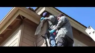 Live Bee Removal and Bee Proofing
