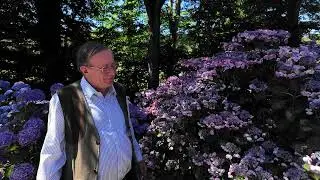 Some of the best Hydrangeas at Caerhays