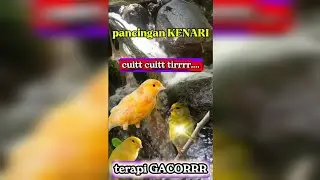 KENARI tirrrr cirrr cuitt...cuitt,terapi air mancur #kenari #kicau