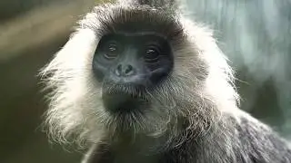 ACCB - A nature and species conservation project of Allwetterzoo M&uuml;nster in Cambodia