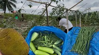 LOOK SUPER DAMI NG MGA GULAY THIS MONTH HARVEST TOGETHER WITH MY KUYA