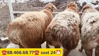 28-yanvar, 2026 arashani sogliqlar qoʻzilaridan keldi 🇰🇬🇰🇬👍😱👍😱👍