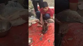Amazing Fish Cutting Easy Method By Expert Fish Cutter EP- 170 #shorts #shortsfeed #fishcutting