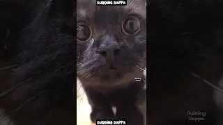 Manager Madam 🤣 #funny #cat #shorts #dog #shortsfeed #animals #dubbingdappa #catshorts #dogshorts