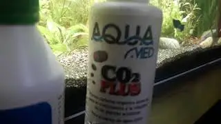Cómo eliminar alga filamentosa del acuario con agua oxigenada etapa 2 descanso