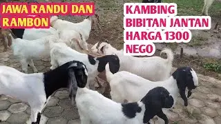KAMBING BIBITAN JANTAN HARGA 1300 NEGO