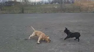 Pogo le Cocker. Combat VS Bulldog Fran&ccedil;ais