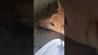 Street Dog 🐕&zwj;🦺 | Local Dog 🦮 | Cute Dog 🐕 | Adorable Dog 🐾 #street #streetdog #sad #local #dogshorts