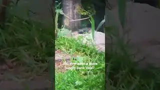 🏞️ Tiny Garden Explorer: Witnessing the Bank Vole's Delightful Sunflower Heart Snack 🌿🐾#nature