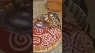 Pillow romance | tortoise mating season #tortoise #mating #apollo