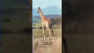 Jirafa | Datos Curiosos |  #animales #viral #animal #shortvideo #4k #curiosidades #videos
