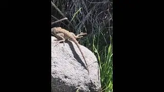 Leaping Lizard go Lightly