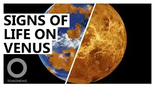 New Signs of Life on Venus, Where Clouds May Be Habitable