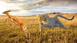 Leopard The Most Fascinating And Elusive Creature In The Animal Kingdom