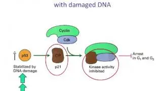 Control of Cell Growth and Differentiation CMM 12 9 14