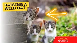 RAISING A WILD CAT