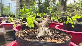 Bonsai Nguyệt Quế (ngày 12/1/26)