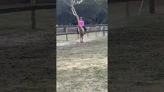 My attempt at a sorta half pass #horse #equines #equestrian #dressagepony  #dressage