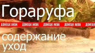 Garra rufa. как содержать Гараруфа, рыбки для пилинга, Лечебные рыбки, Aquarium fish, Zierfische