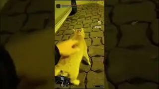 Попаться на очевидную приманку #bossfight #eldenringmemes #eldenringbossfights #funny #memes