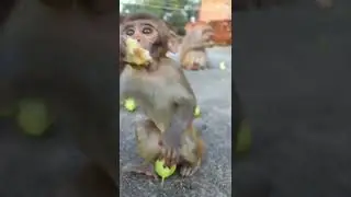 So Cute Monkeys Enjoying Pear #shorts #ytshorts #feedingmonkeys #feedinganimals