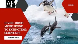 Diving birds more prone to extinction: Scientists