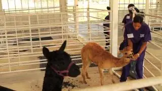 Promo - Shaggy Alpaca Vet / 15s