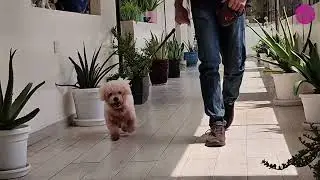 Paws & Palms Parade