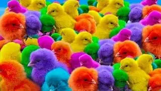 Funny & Adorable Animal Mix Chickens Hanging Out with Bunnies