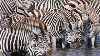 The Zebra Migration