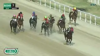 (Busan) 2024.05.24 R7 Class 3 (1600M) Handicap
