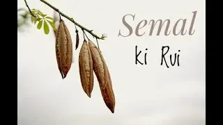 Semal ki Rui