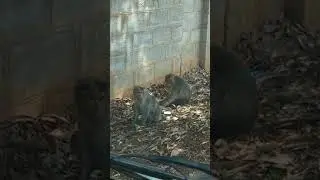 monkey eating food so sad
