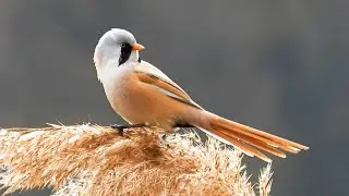 S&yacute;kořice vousat&aacute;, Bearded reedling, Baardman, Panure &agrave; moustaches