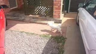 Buddy's fake limp