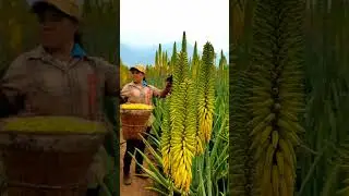 Collecting Aloe Flowers You Know What Is For ? #satisfying #shortvideo