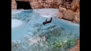 South African fur seal (Arctocephalus pusillus pusillus)